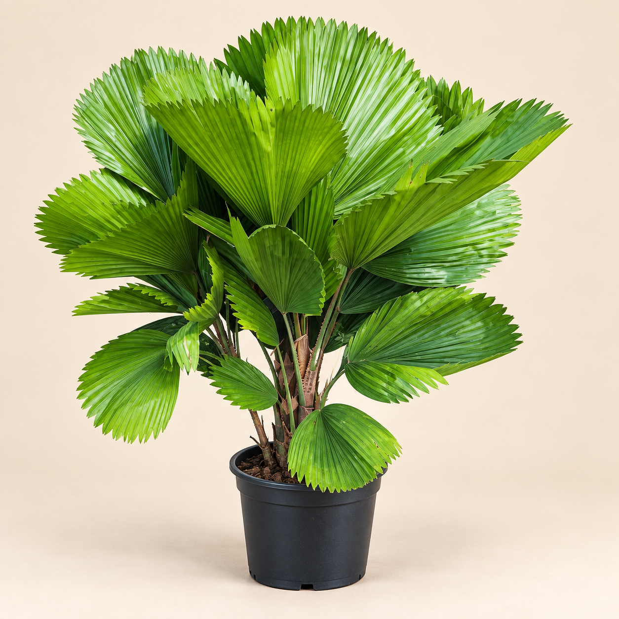 Palmeira Licuala