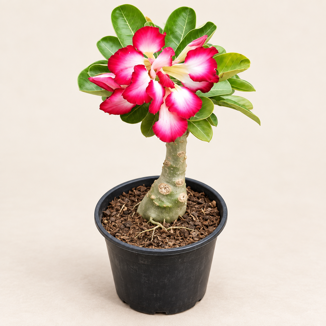 Rosa do Deserto