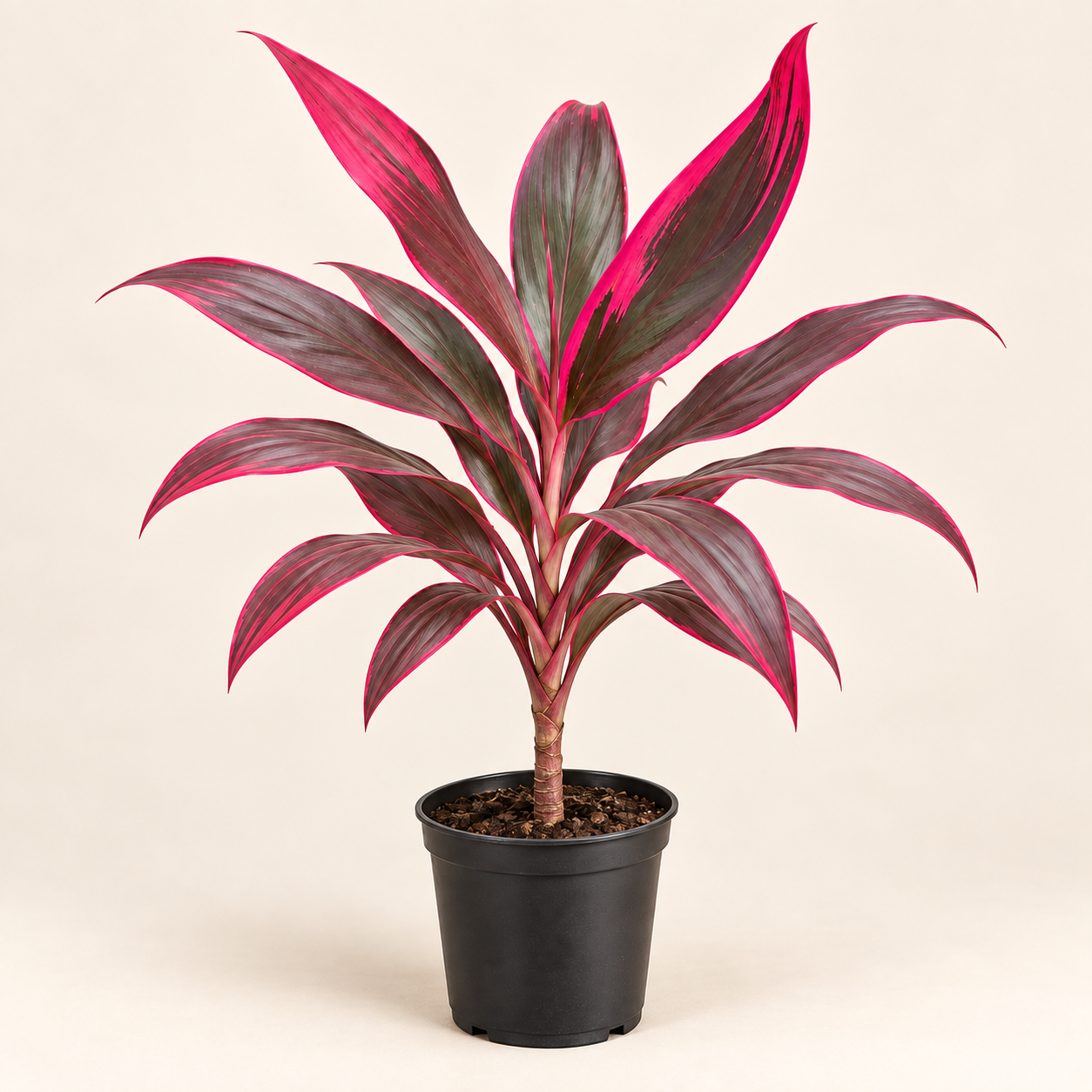 Dracena Vermelha Baby